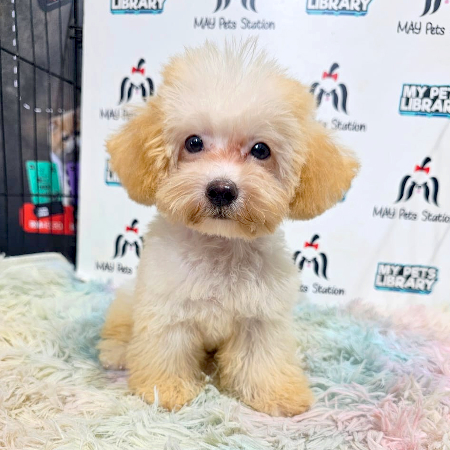 Maltipoo Puppy (Female) For Sale