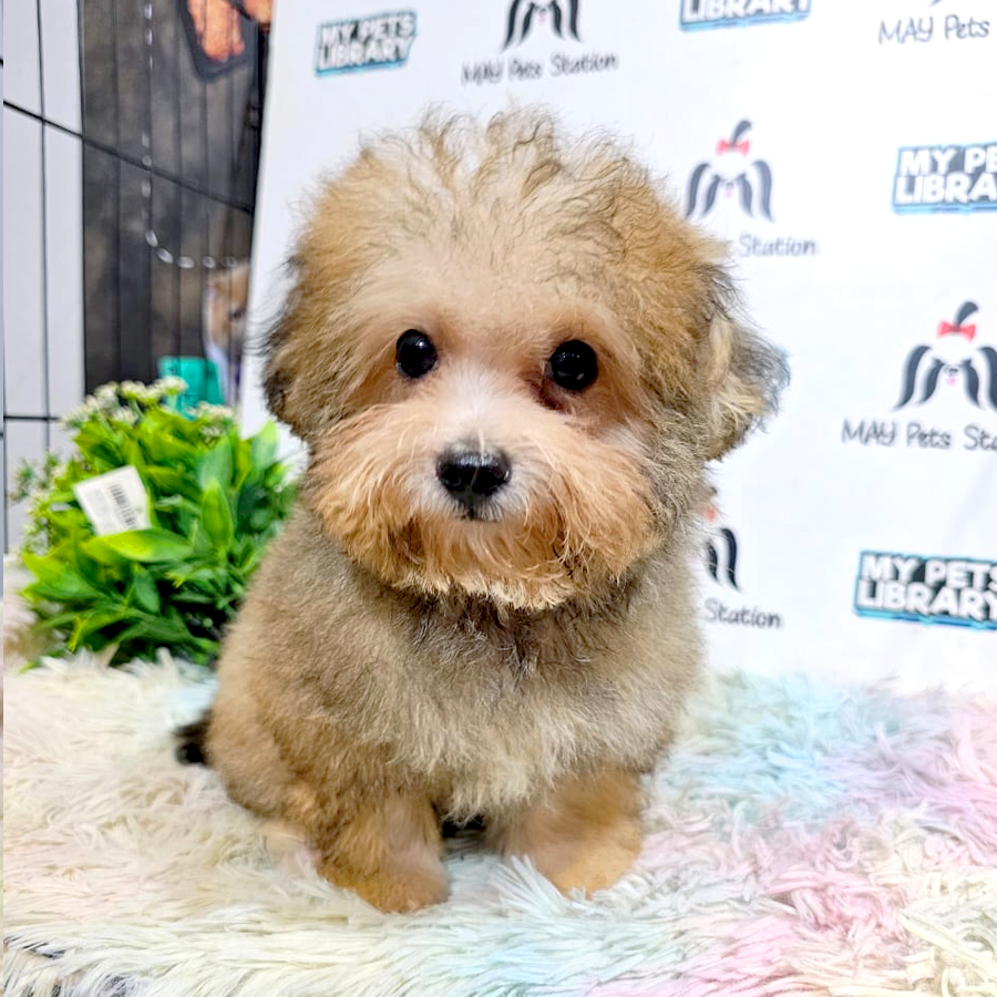 Maltipoo Puppy (Male) For Sale