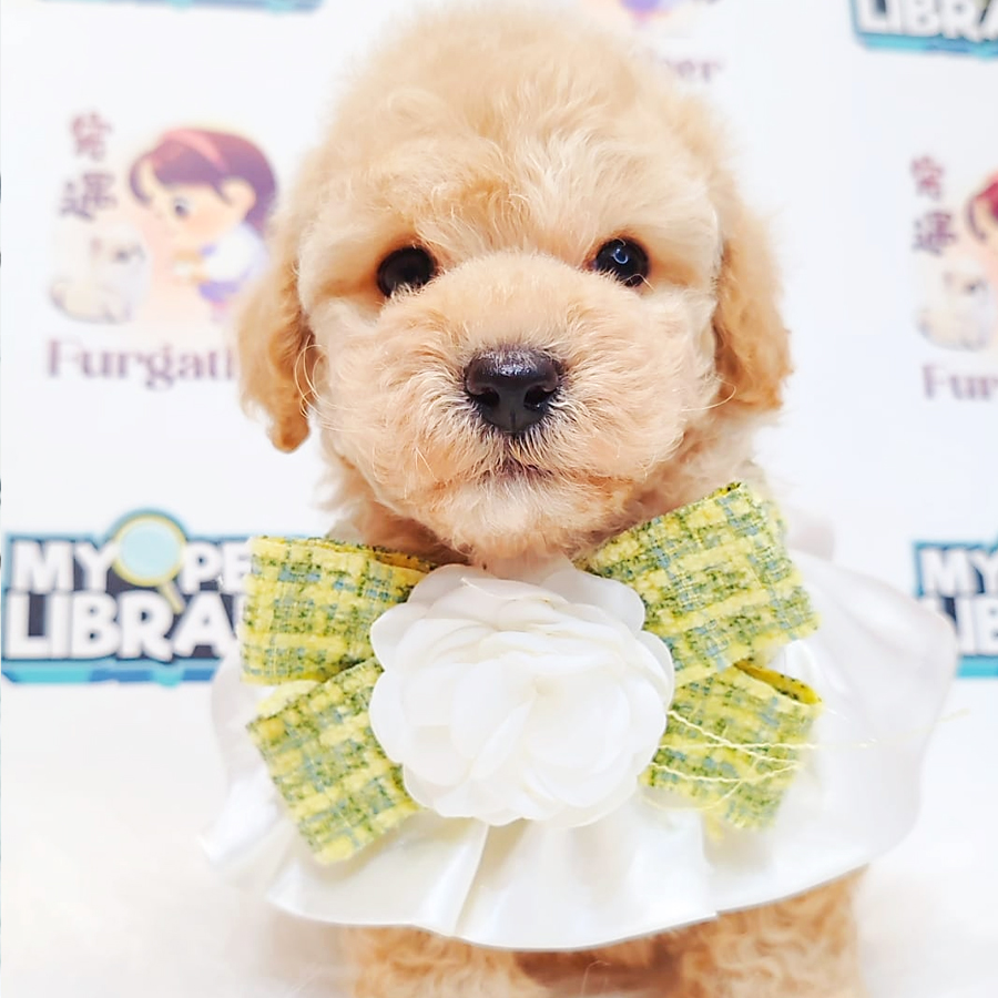 Maltipoo Puppy (Male) For Sale