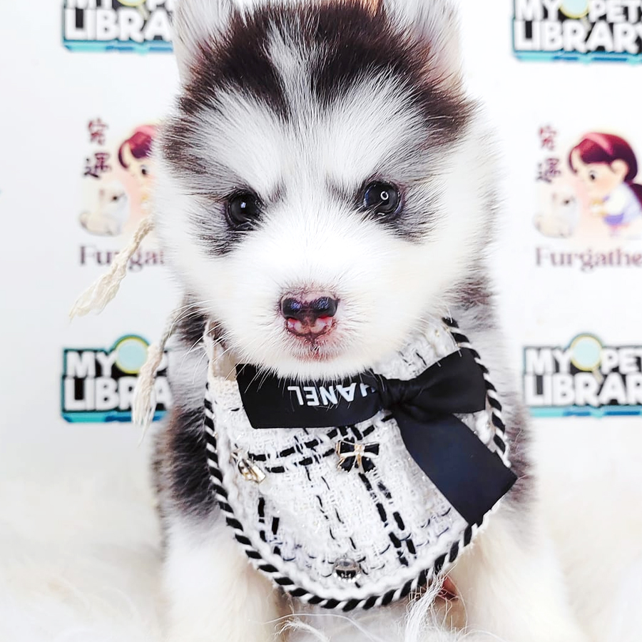 Pomsky Puppy (Female) For Sale