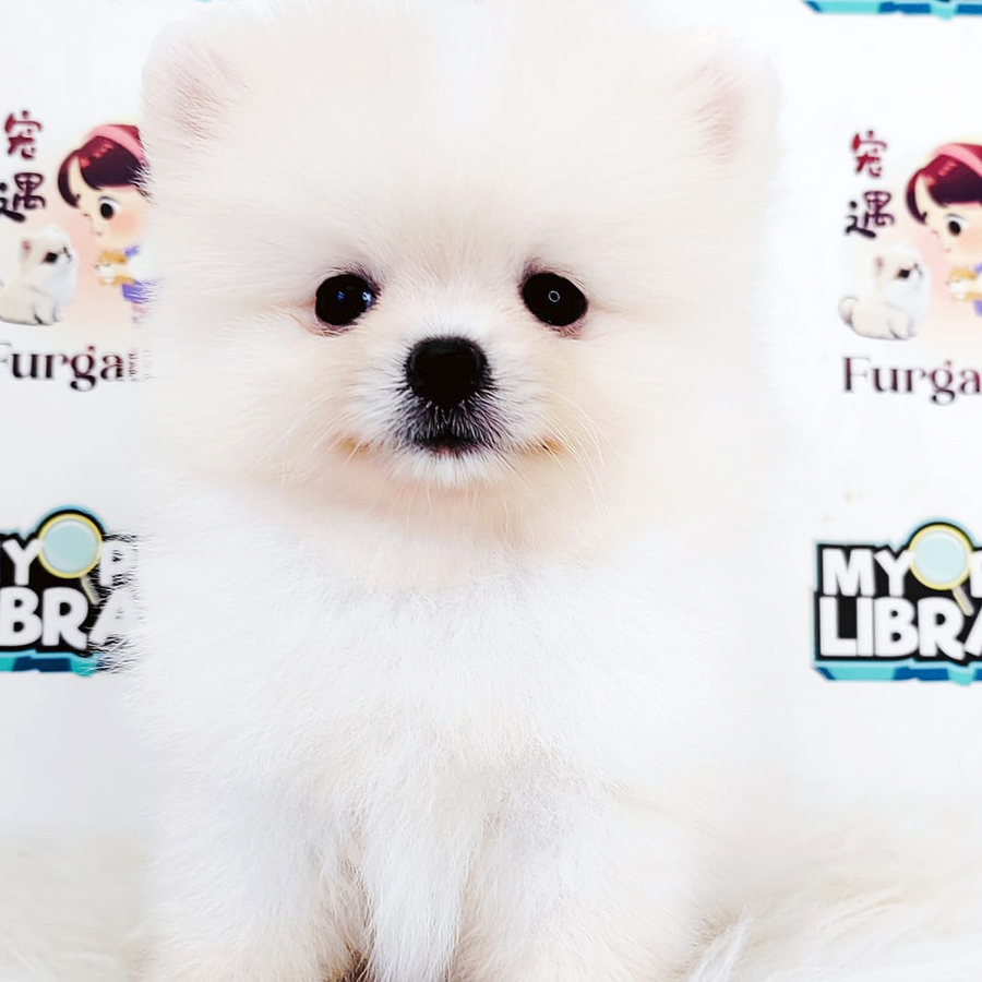 Tiny Pomeranian Puppy (Male) For Sale