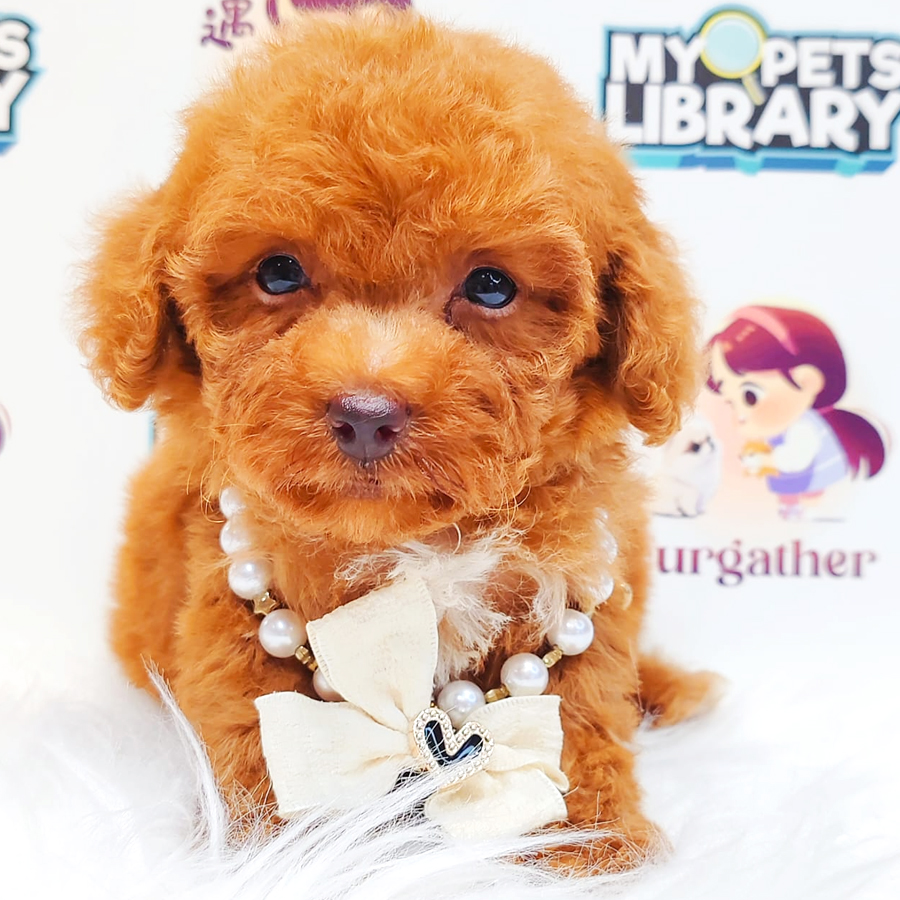 Poodle Puppy (Male) For Sale