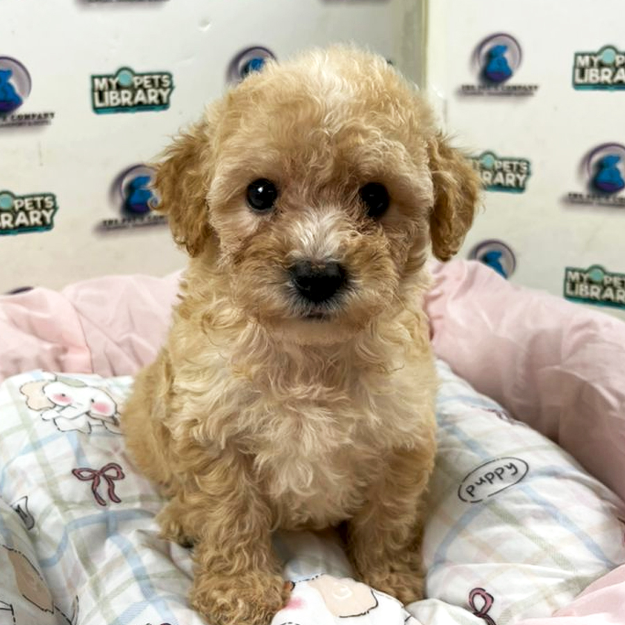 Poodle Puppy (Female) For Sale