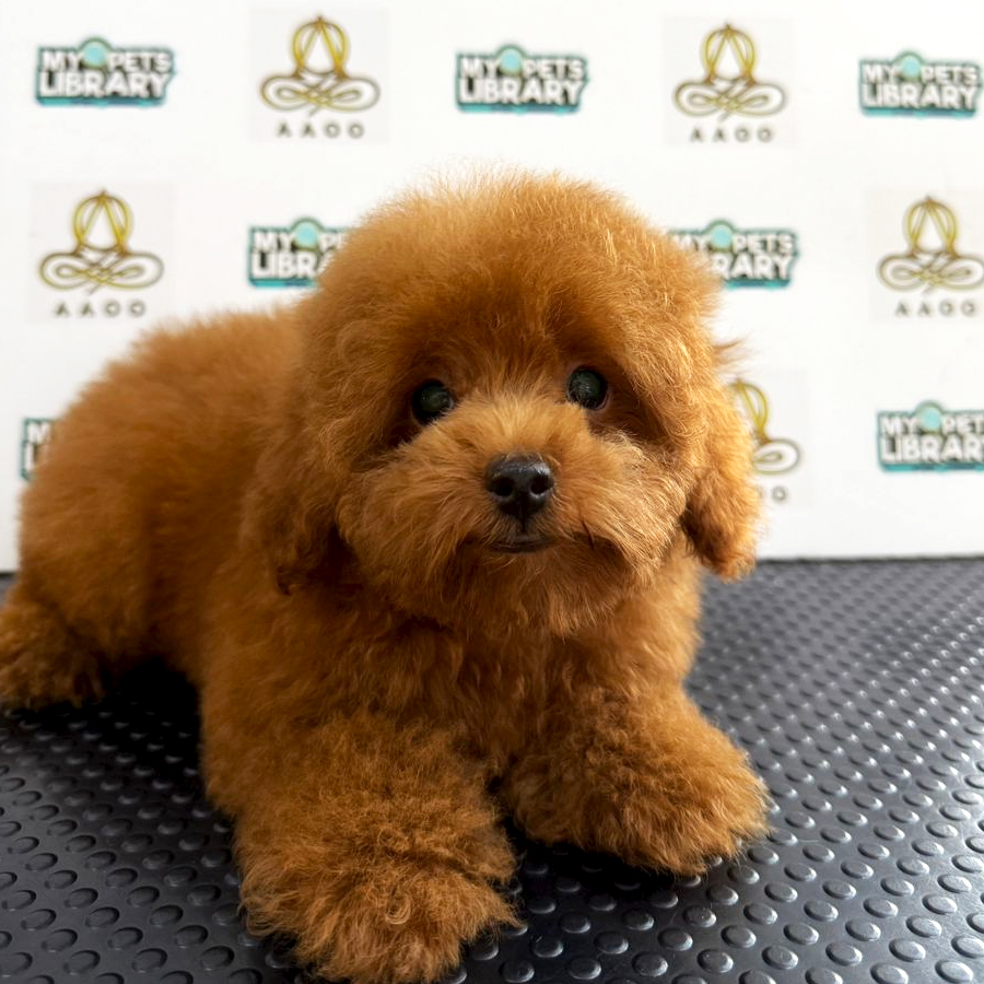Toy Poodle Puppy (Female) For Sale