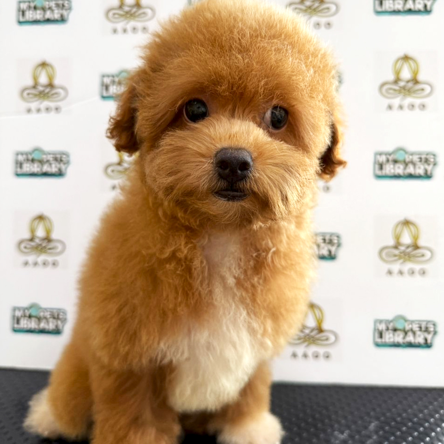 Toy Poodle Puppy (Female) For Sale