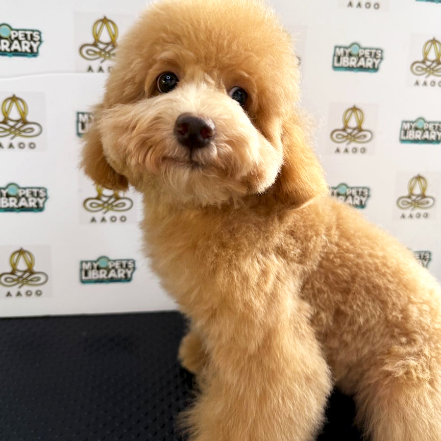 Toy Poodle Puppy (Male) For Sale
