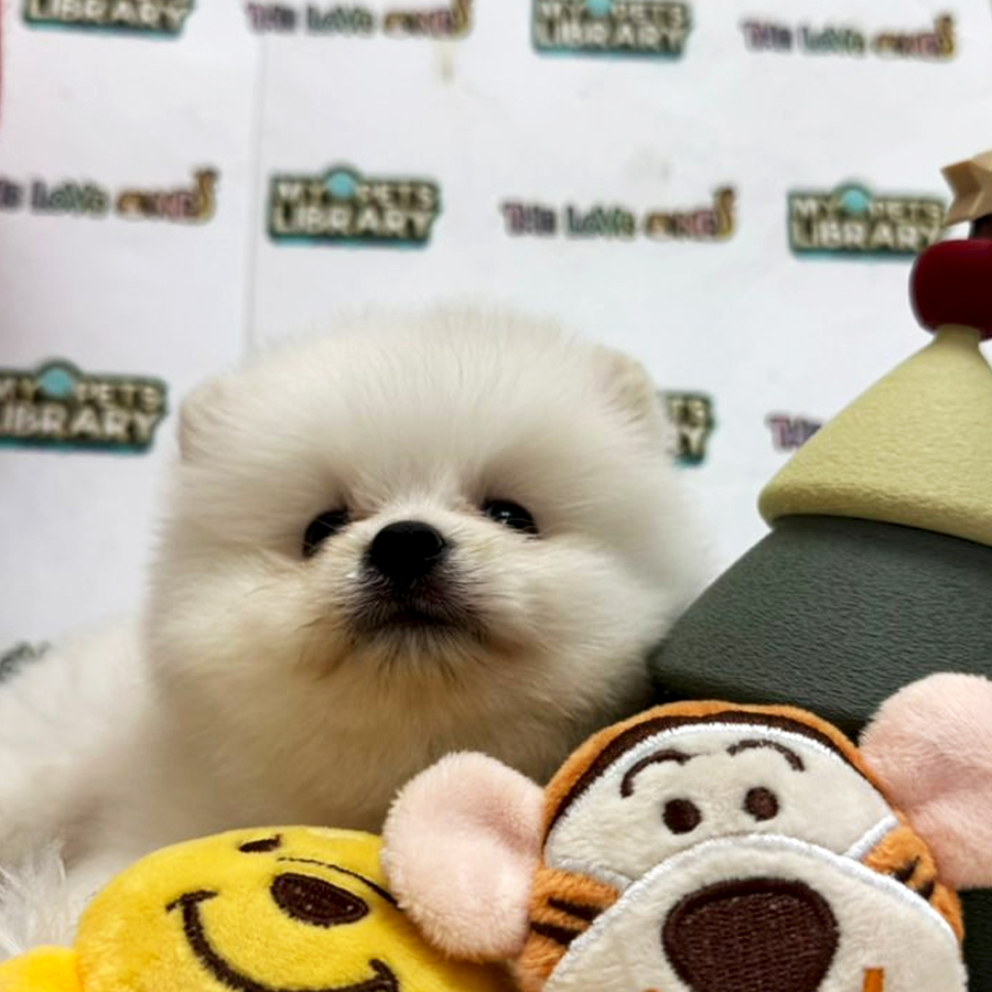 Tiny Pomeranian Puppy (Male) For Sale