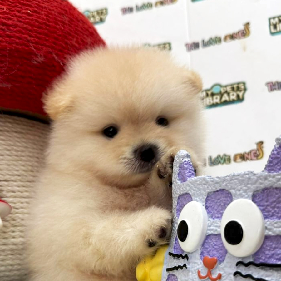 Tiny Pomeranian Puppy (Male) For Sale