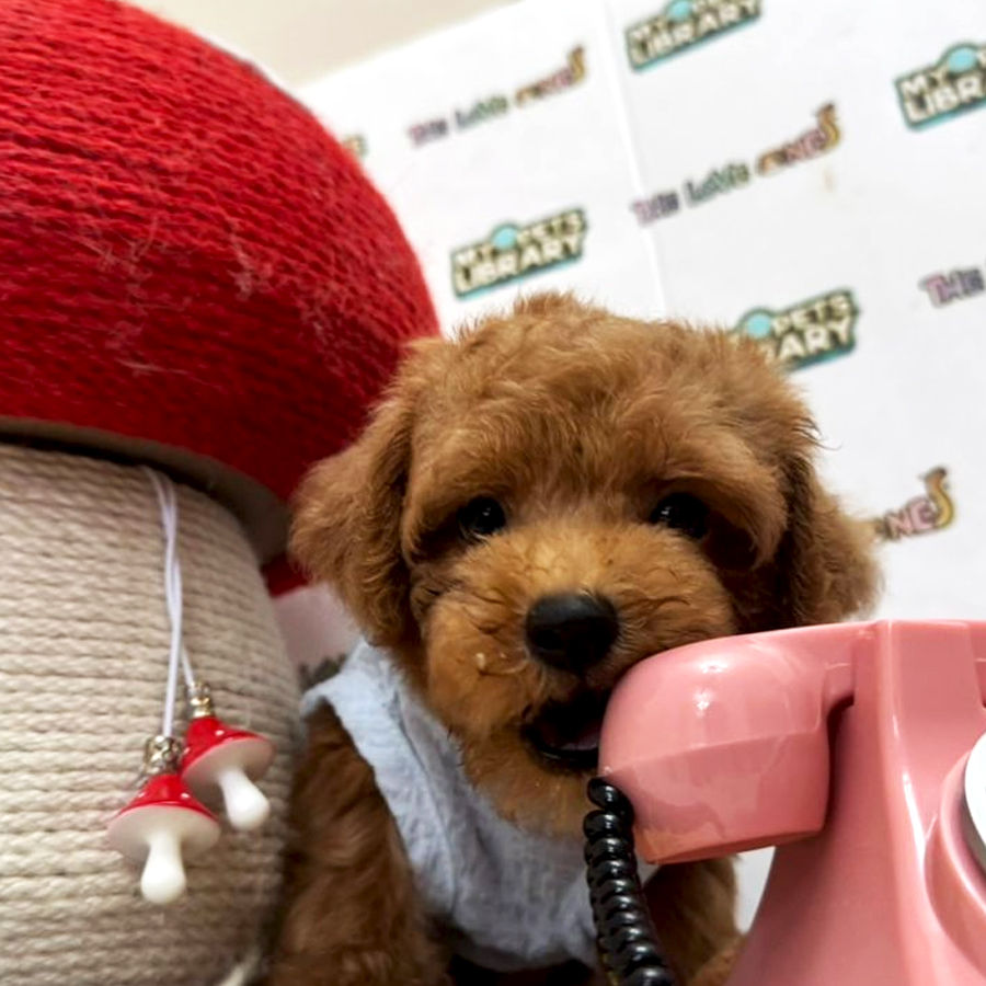 Tiny Toy Poodle Puppy (Female) For Sale