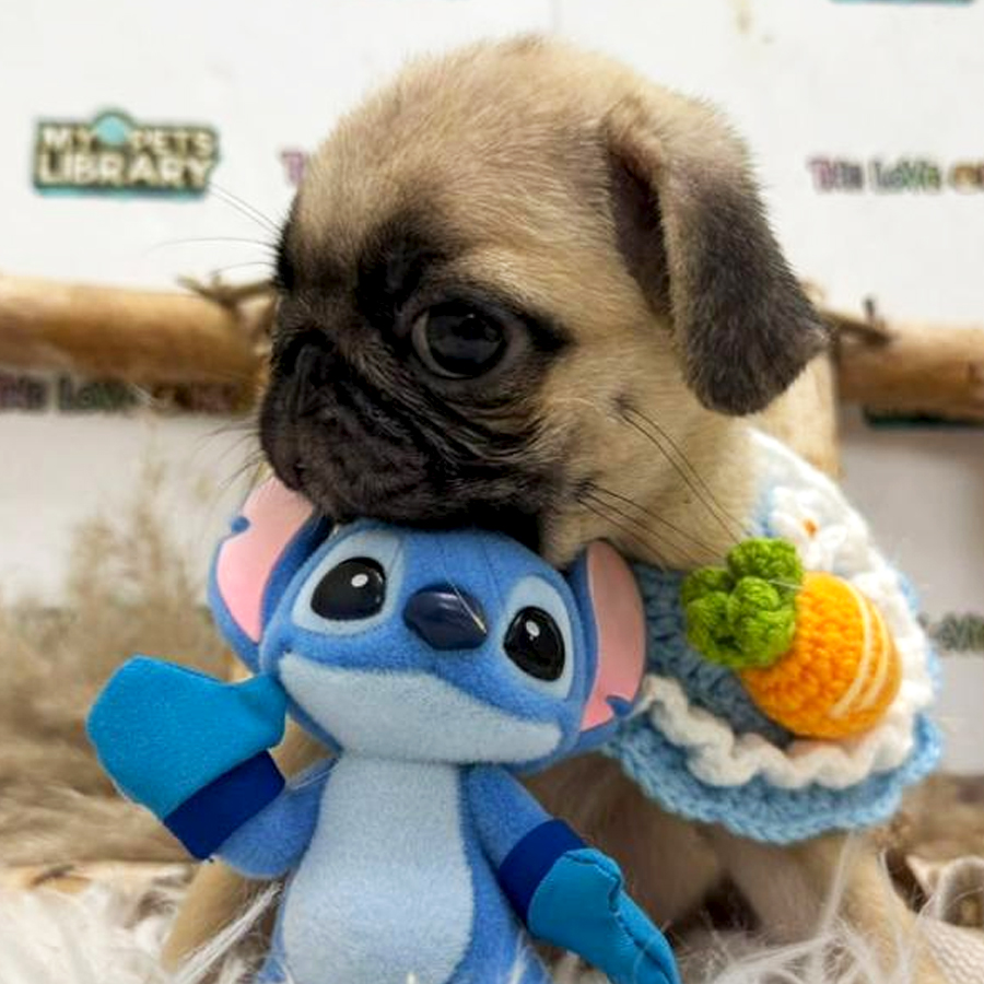 Pug Puppy (Female) For Sale