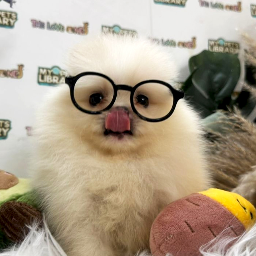 Tiny Pomeranian Puppy (Female) For Sale