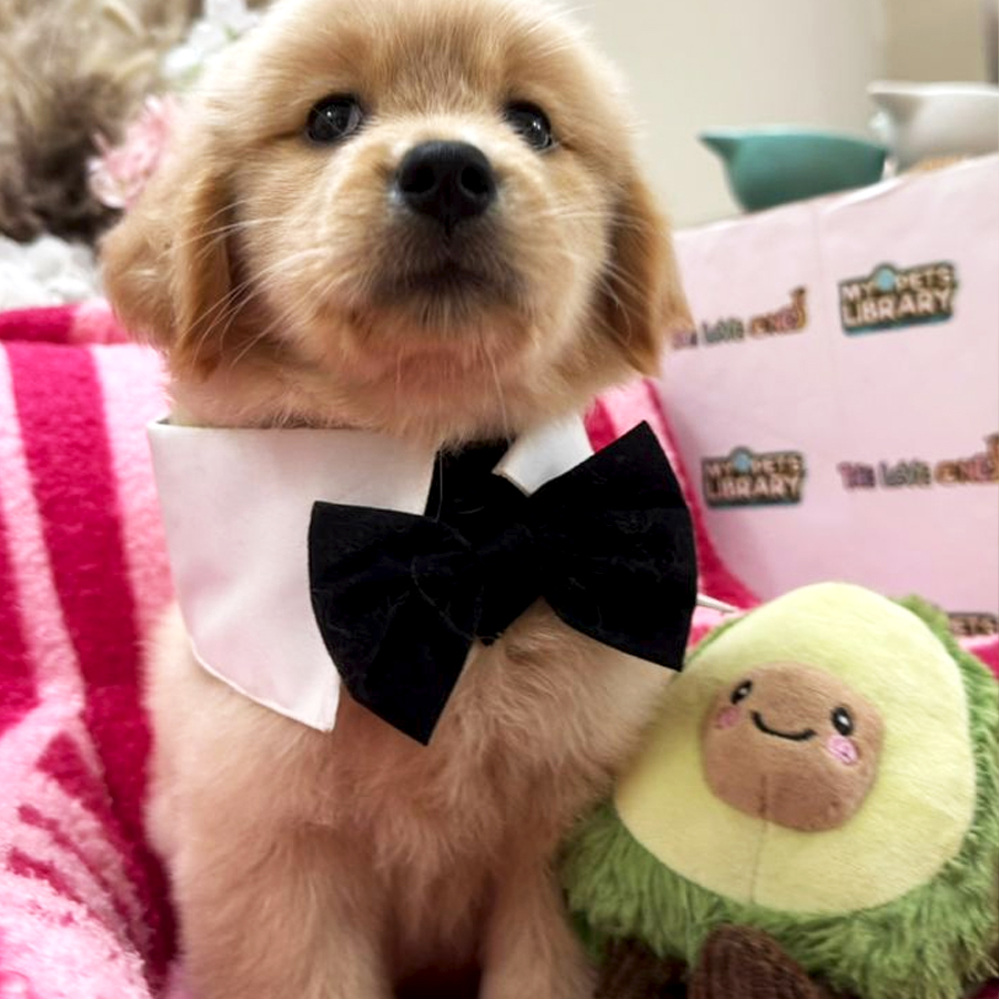 Golden Retriever Puppy (Male) For Sale