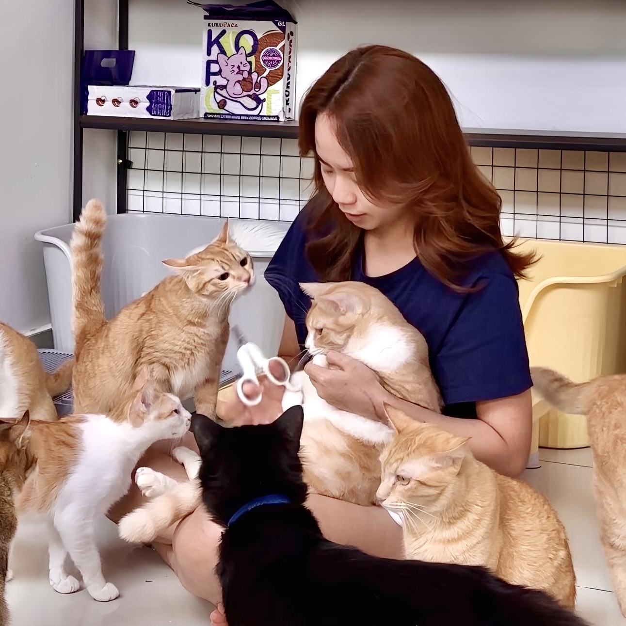 Kukucaca Cat Adoption