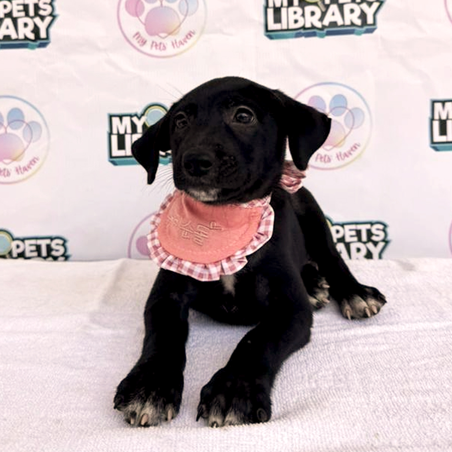 Rosie