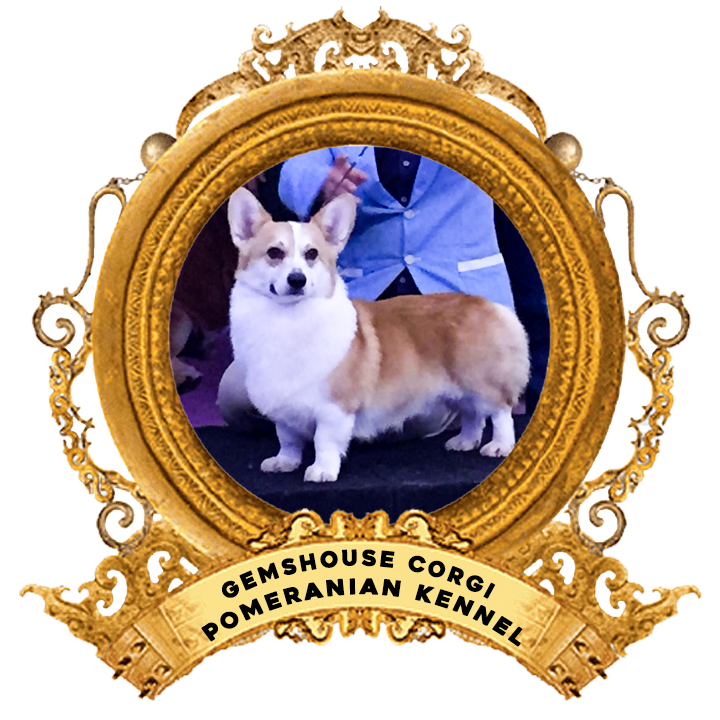 Gemshouse Corgi & Pomeranian Kennel