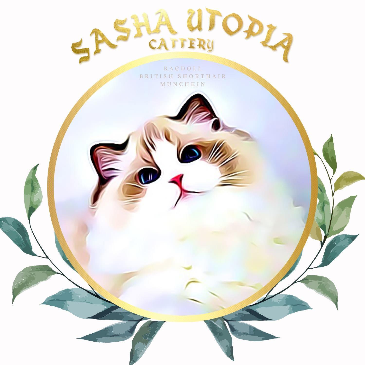 Sasha Cattery
