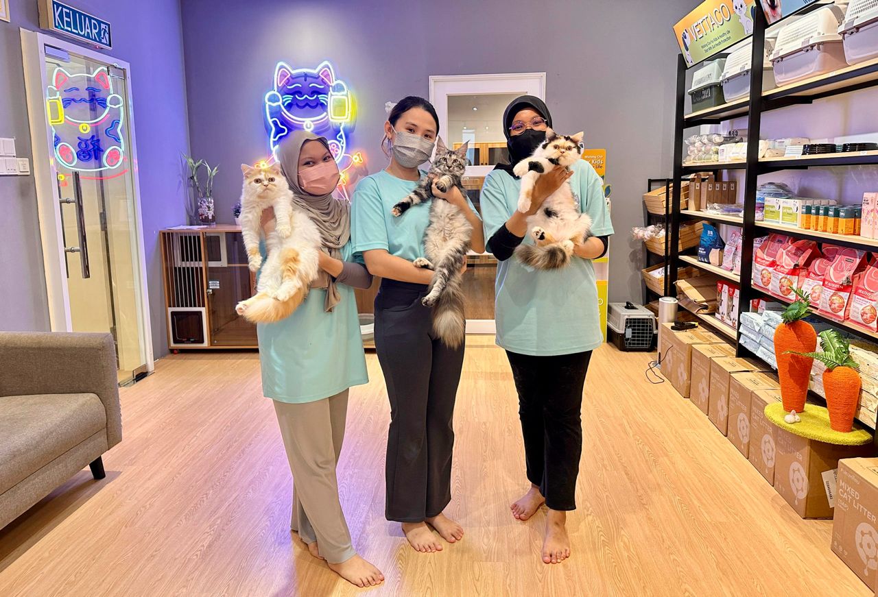 Miru Cattery – A Loving and Professional Cat Experience in Setia Alam