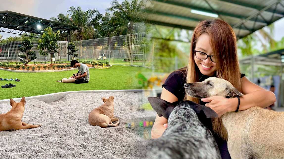 Happy Stray Wonderland — A Sanctuary Built from Compassion and a Vision for Lasting Change