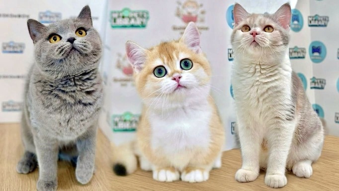 British Shorthair Cat in Malaysia: Complete Guide for New Owners (2026)