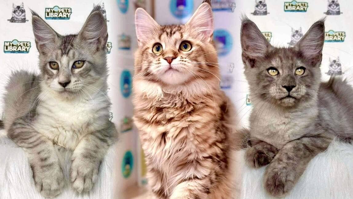 Maine Coon Cat in Malaysia 2026: Why This Giant Cat Is So Popular