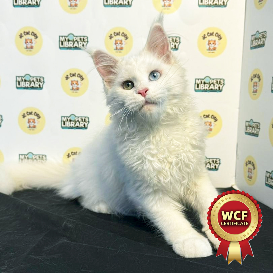 WCF Maine Coon Kitten