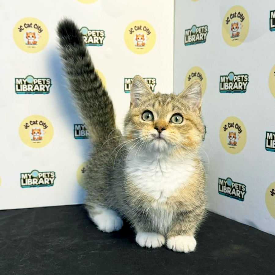 Munchkin Kitten