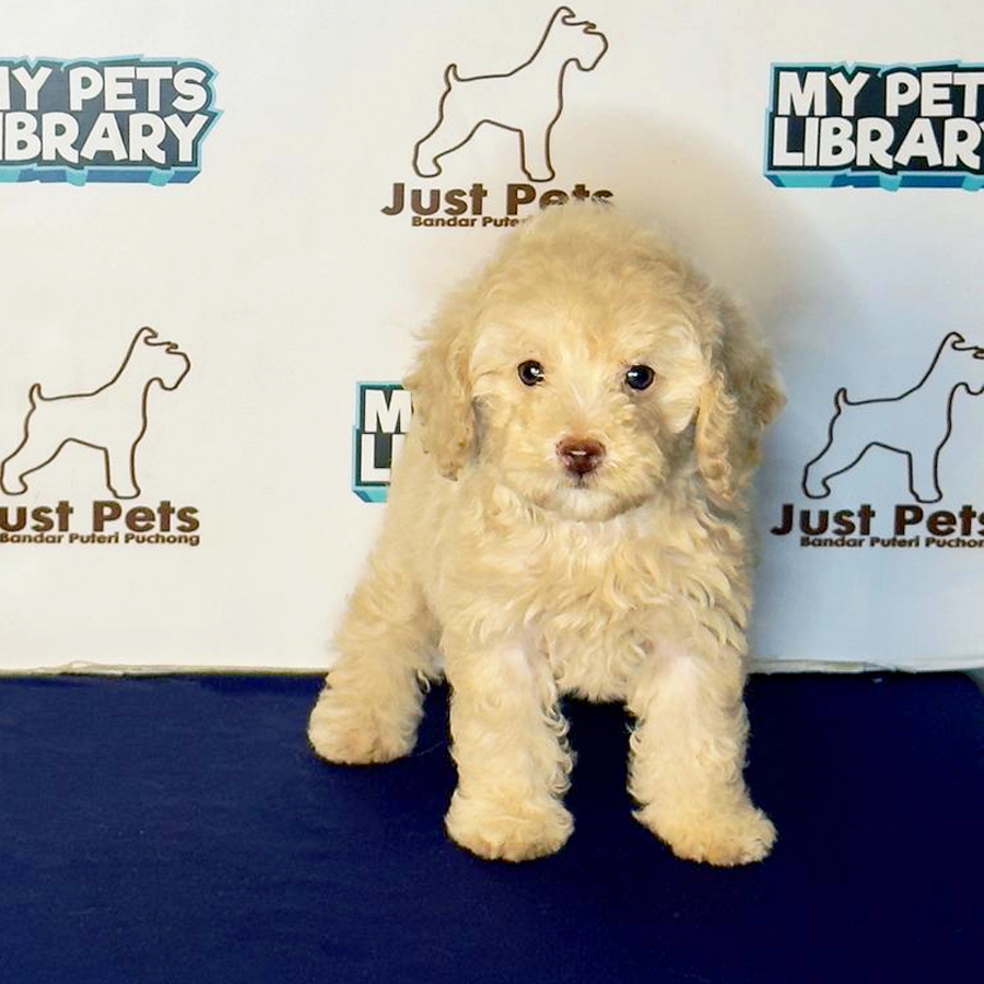 Toy Poodle Puppy