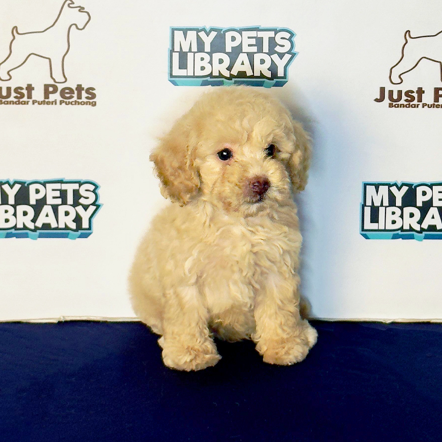 Toy Poodle Puppy