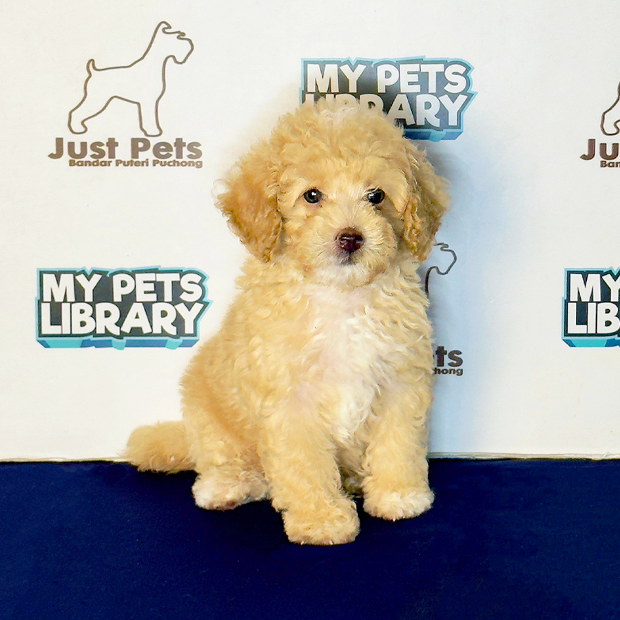Toy Poodle Puppy
