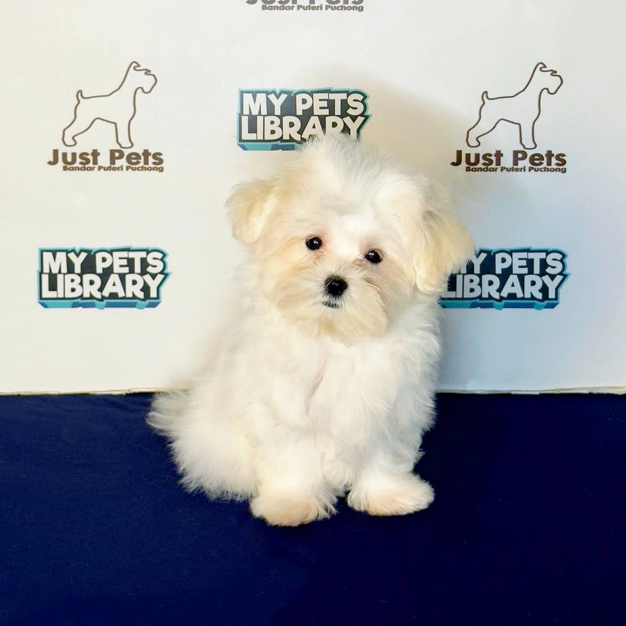 Tiny Maltese Puppy