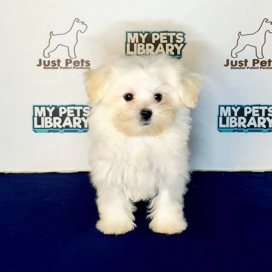 Tiny Maltese Puppy