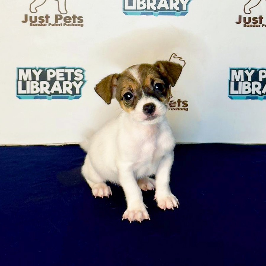 Jack Russell Puppy