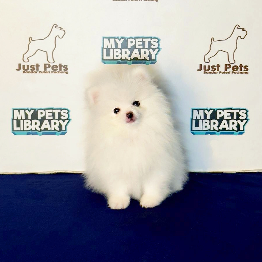 Pomeranian Puppy