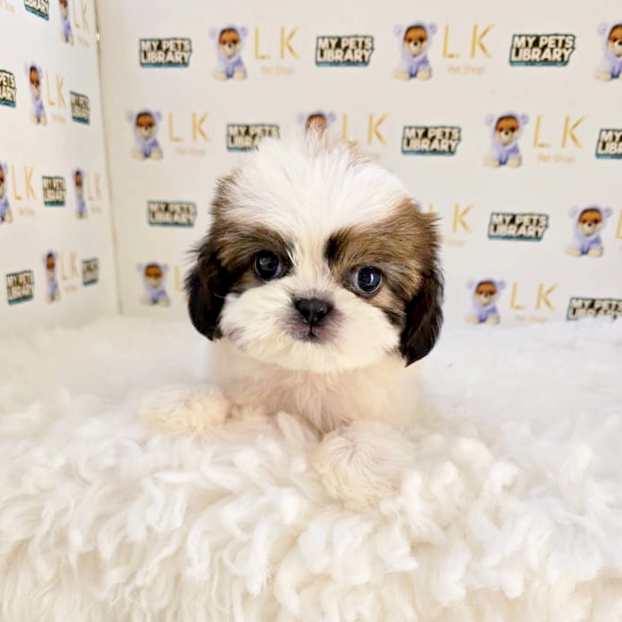 Shih Tzu Puppy