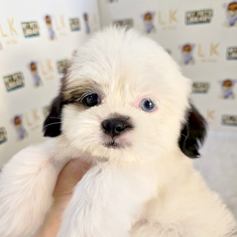 Shih Tzu Puppy