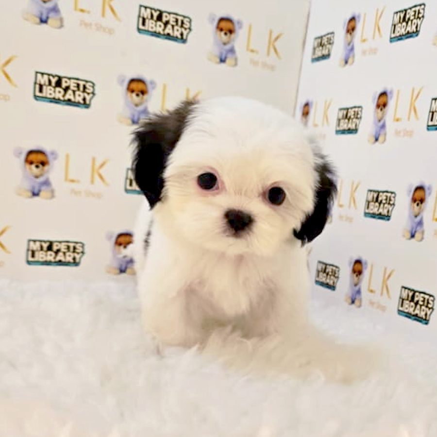 Shih Tzu Puppy