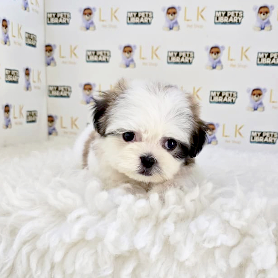 Shih Tzu Puppy