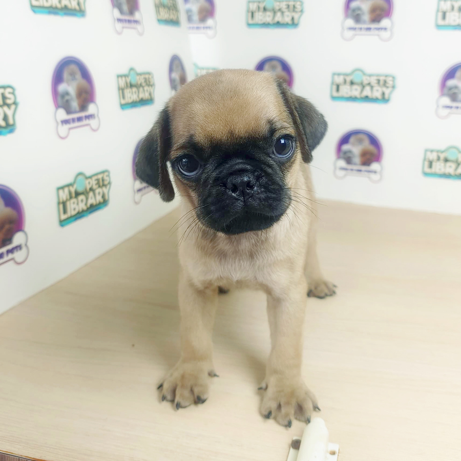 Pug Puppy