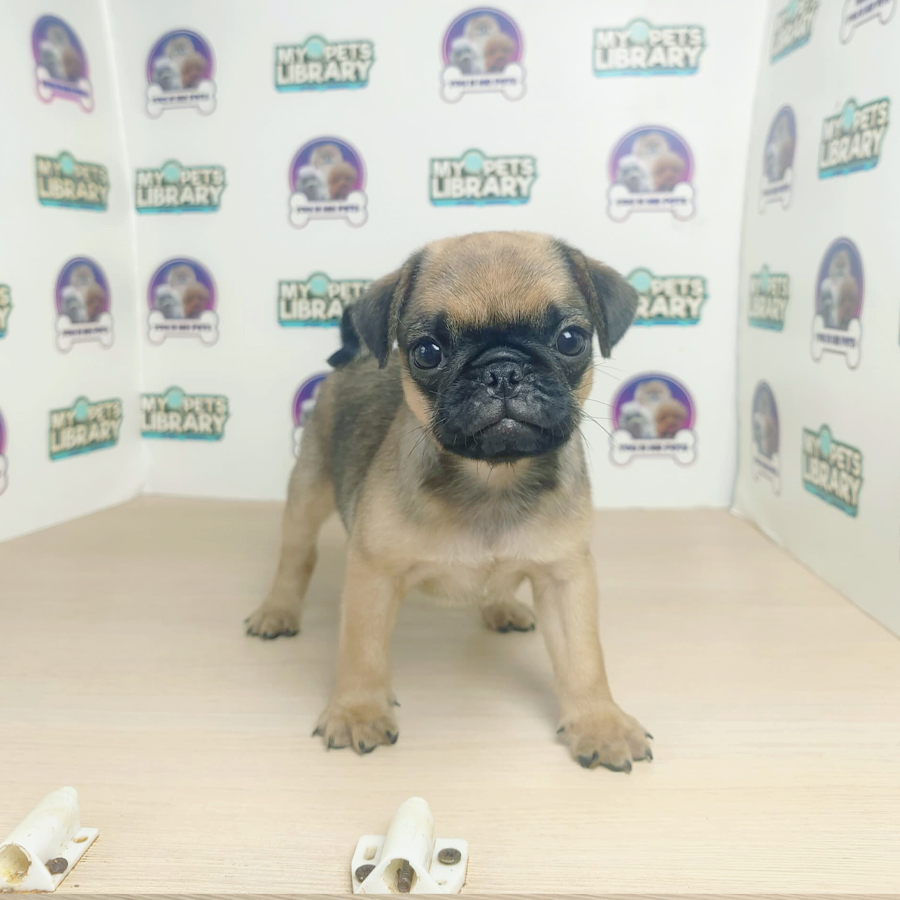 Pug Puppy