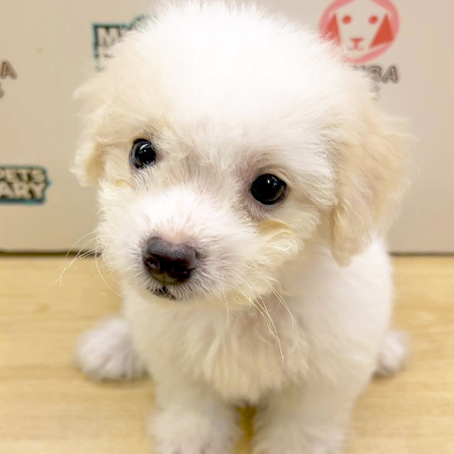 Toy Poodle Puppy