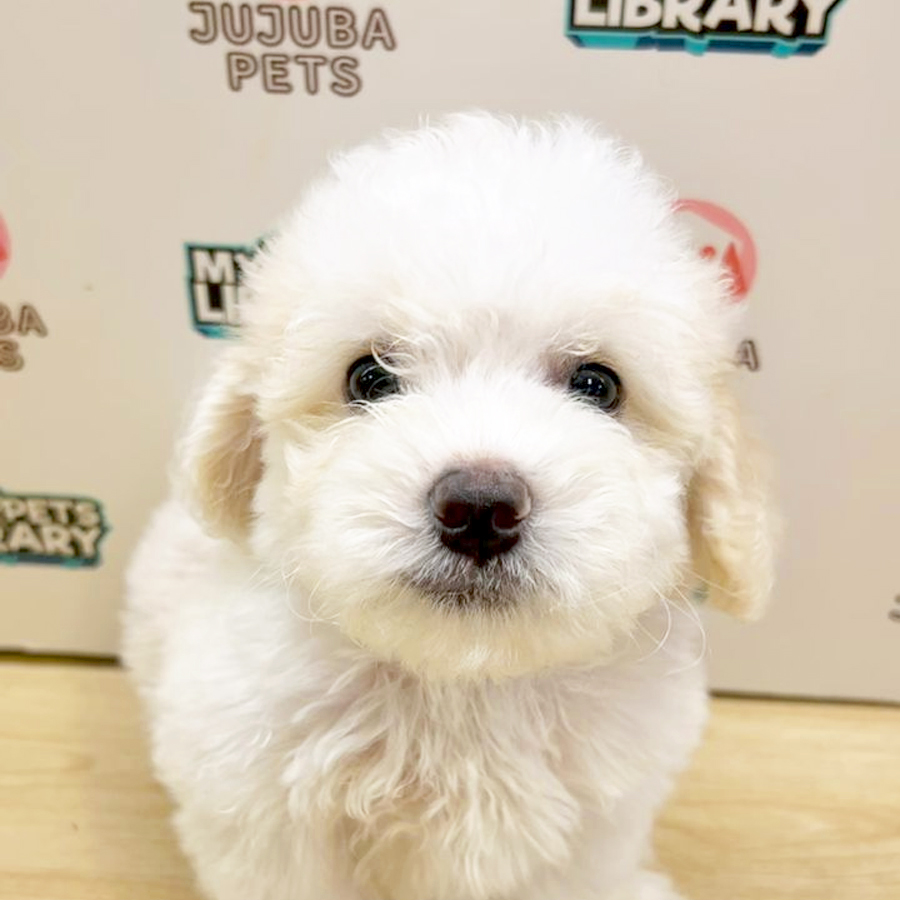 Toy Poodle Puppy
