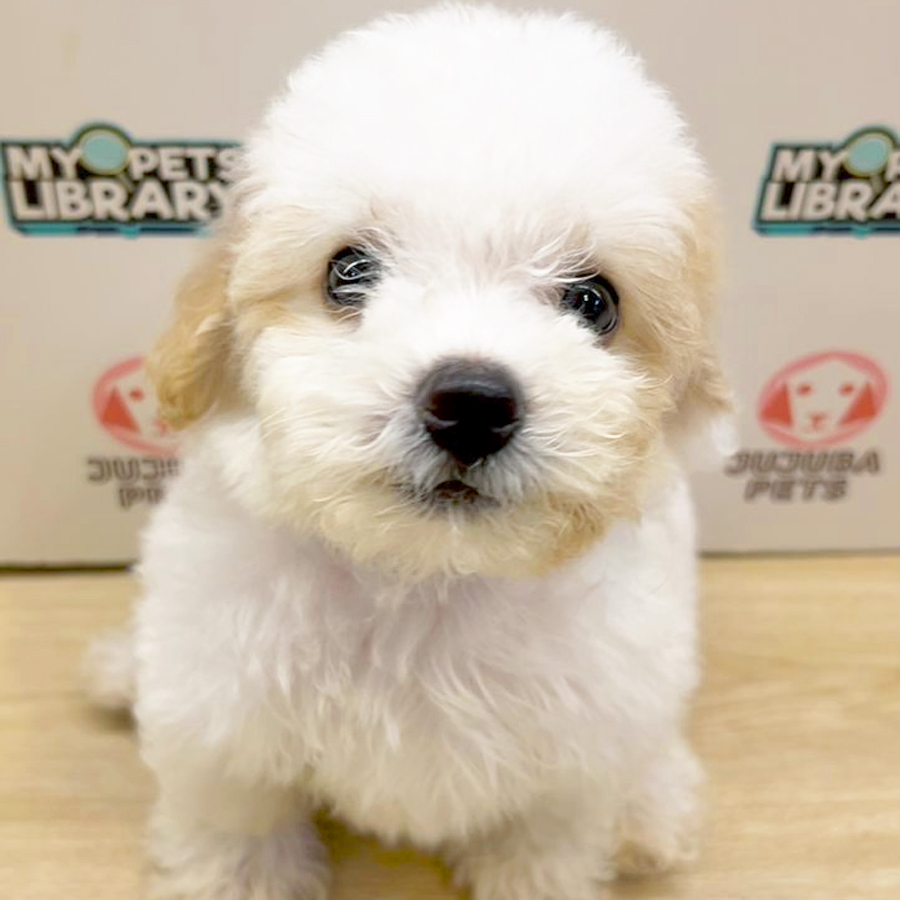 Toy Poodle Puppy