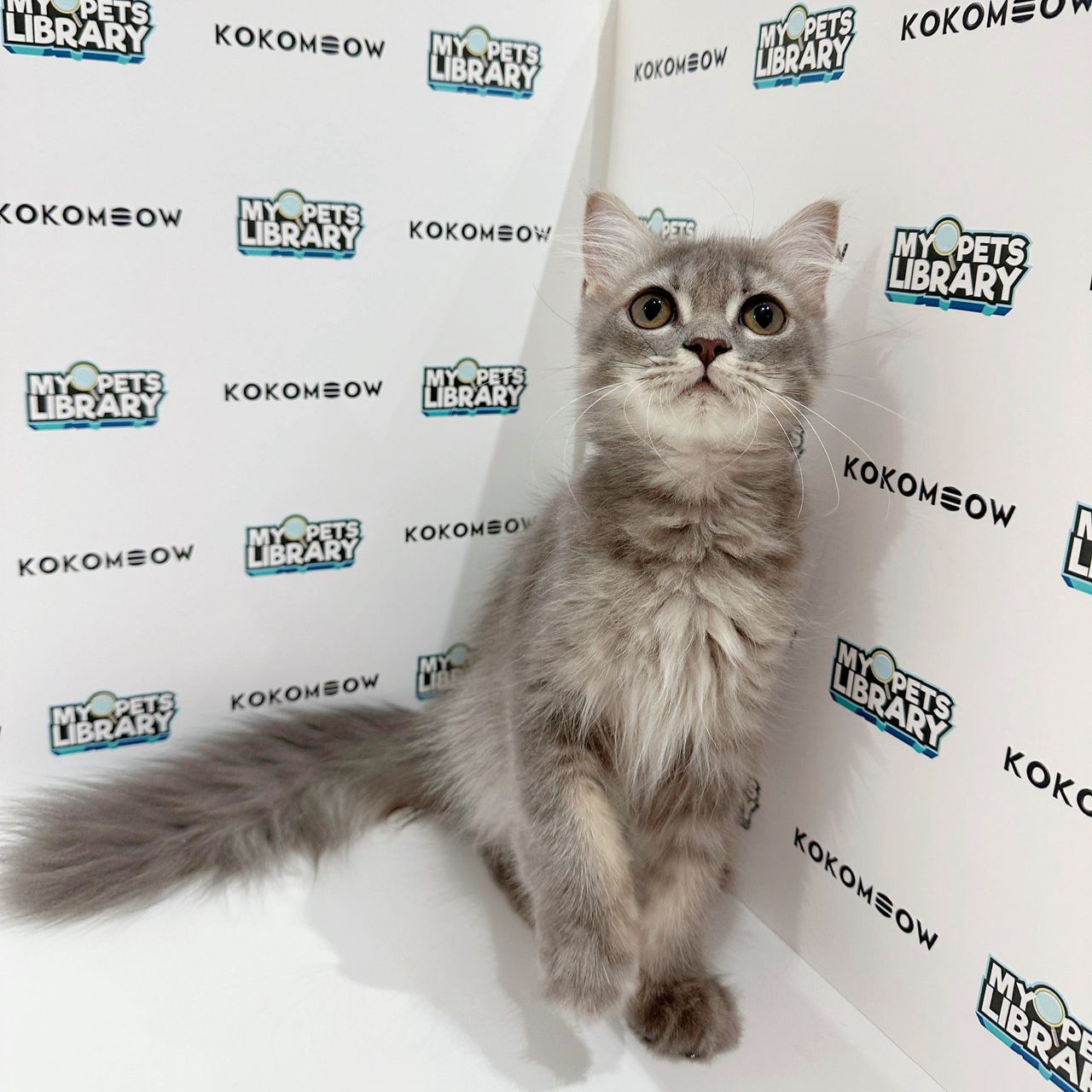 Scottishstraight Kitten