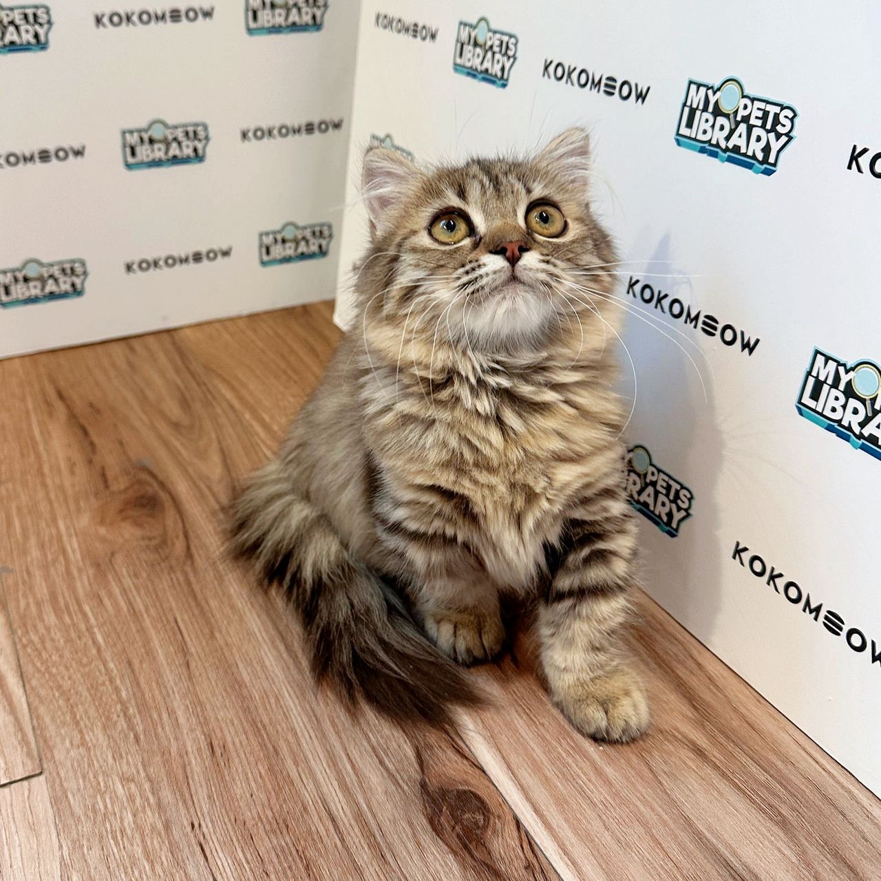 Short Munchkin Longhair Kitten