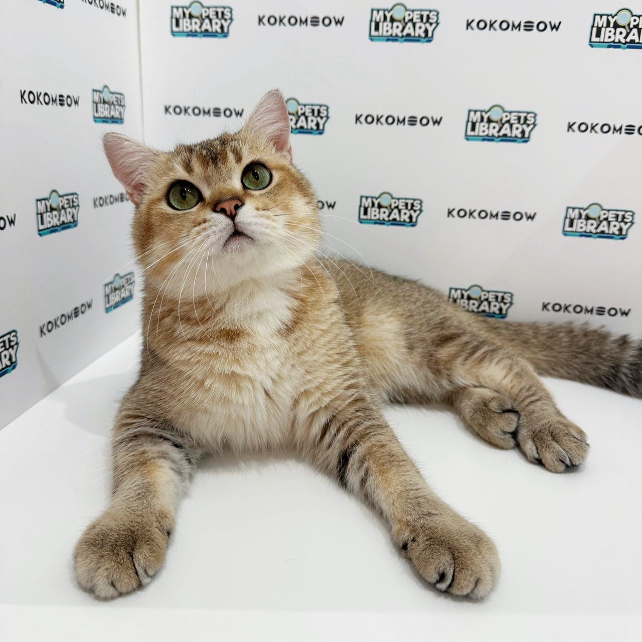 British Shorthair Kitten