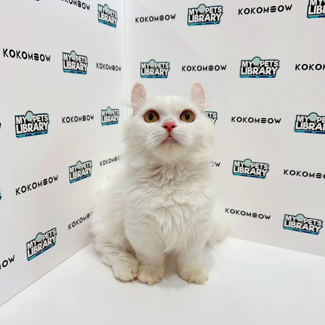 Super Short Munchkin Kinkalow Kitten