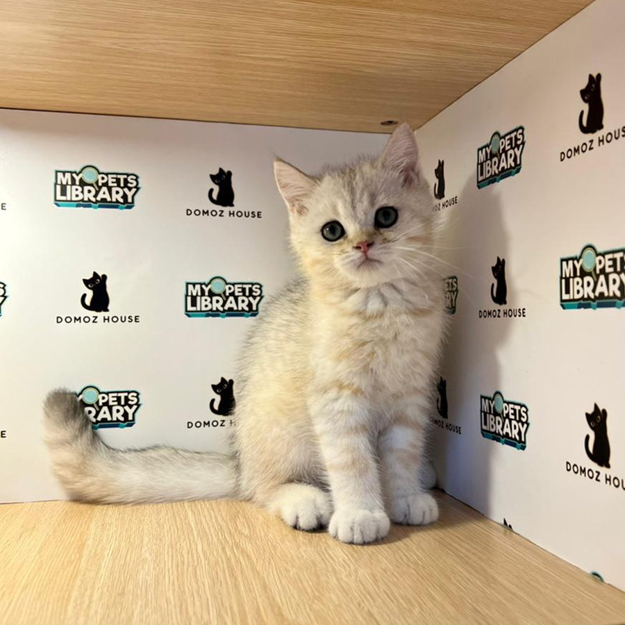 British Shorthair Kitten
