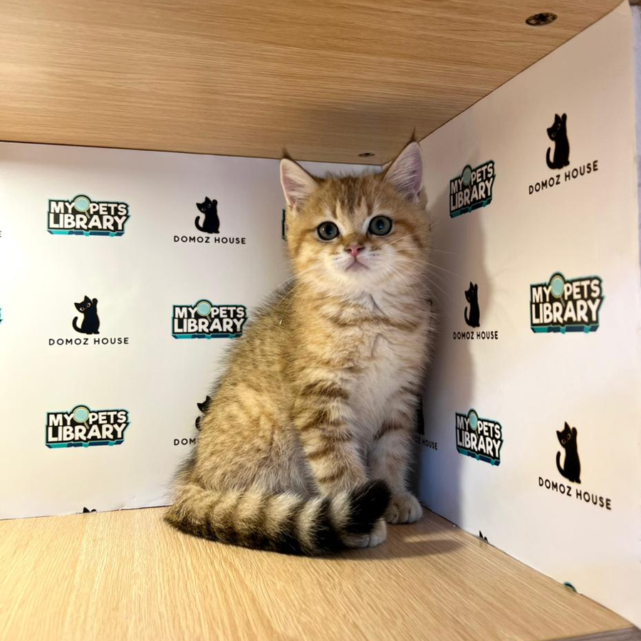 British Shorthair Kitten