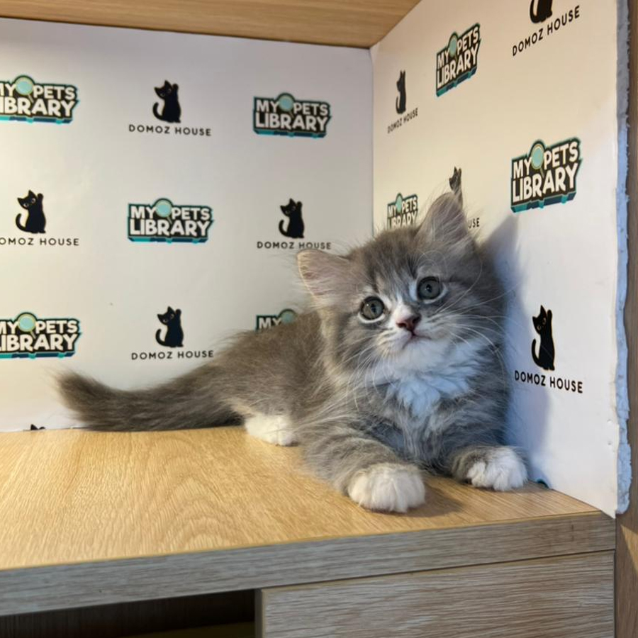 British Longhair Kitten