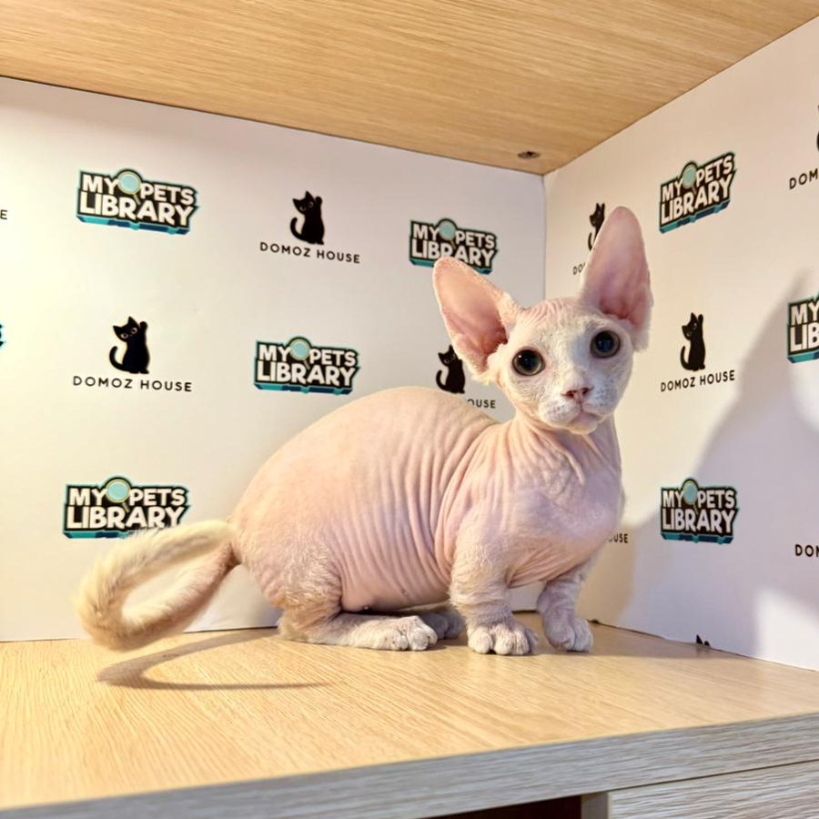 Bambino Kitten